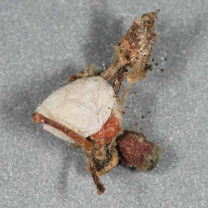            egg sac with incorporated leaves   