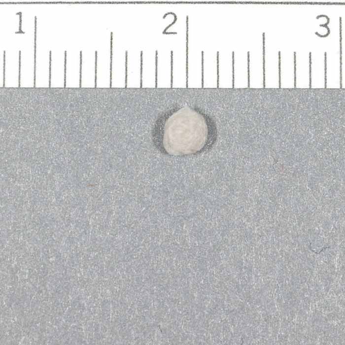            egg sac with scale (cm)   