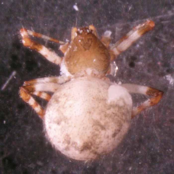            adult female, dead; dorsal view   