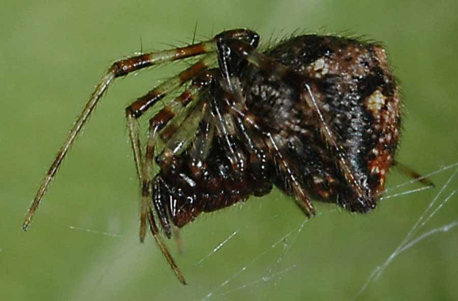            adult female, live   