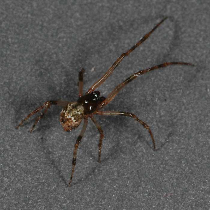            adult male, live   