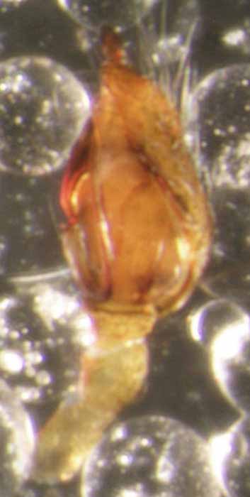            male genitalia; palp, lateral view   