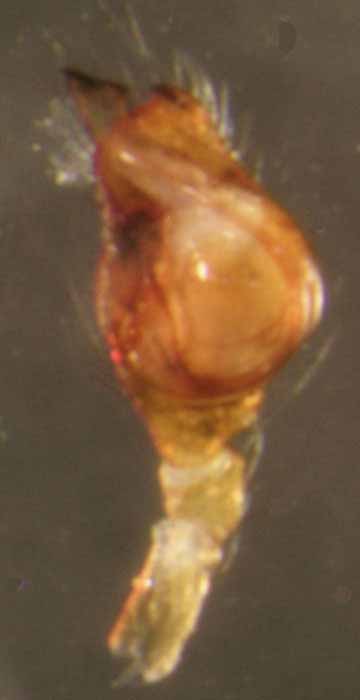            male genitalia; palp, ventral view   