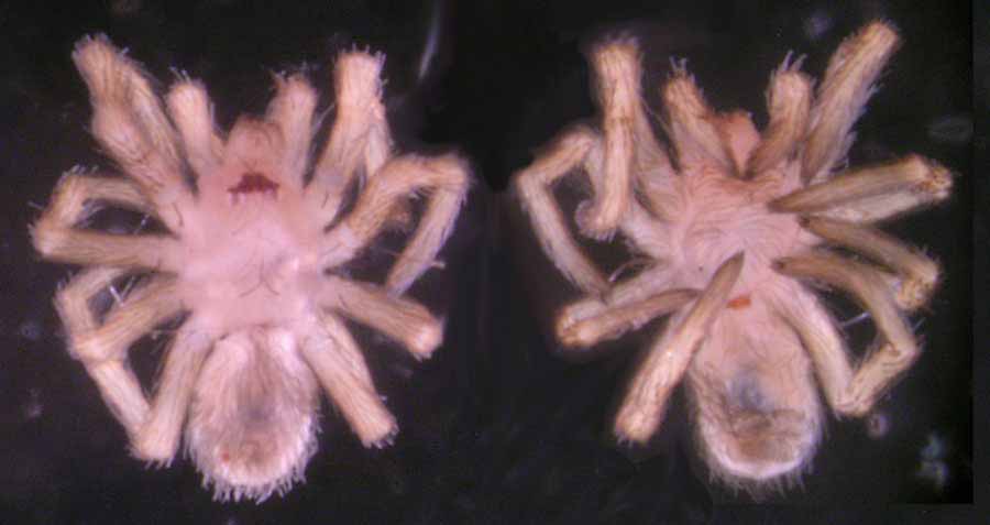            spiderlings, dead; dorsal (left), ventral (right)   