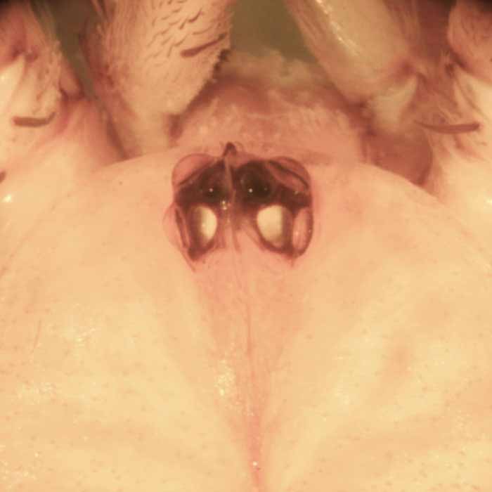            diagnostic feature; clumped eye pattern   