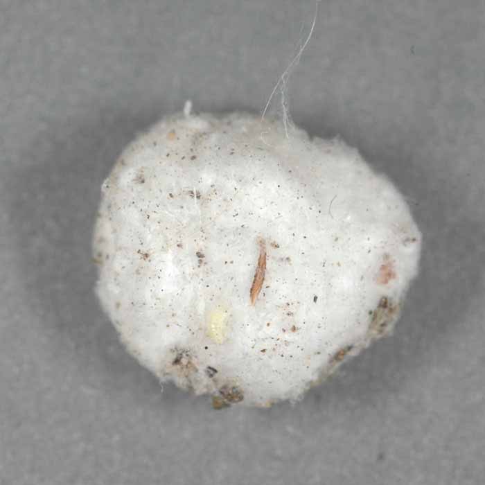            egg sac   