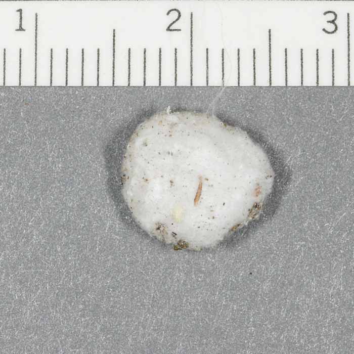            egg sac with scale (cm)   