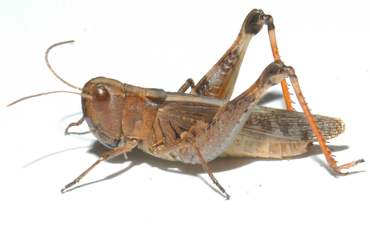 Ageneotettix deorum | Grasshoppers of the Western U.S.