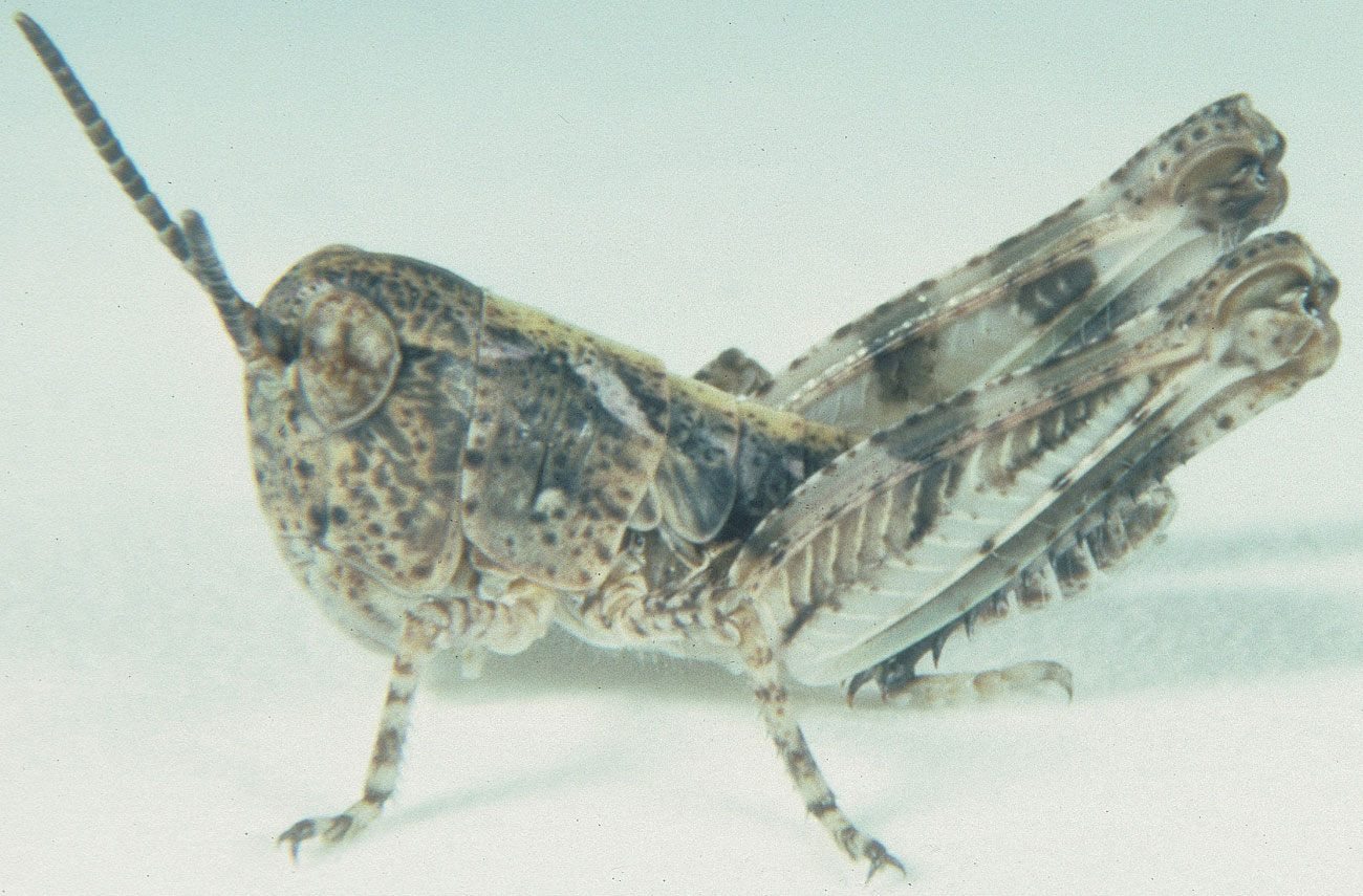  Fig. 3, third instar: BL 9.8-12.2 mm, FL 6.3-7.2 mm, AS 20-21 