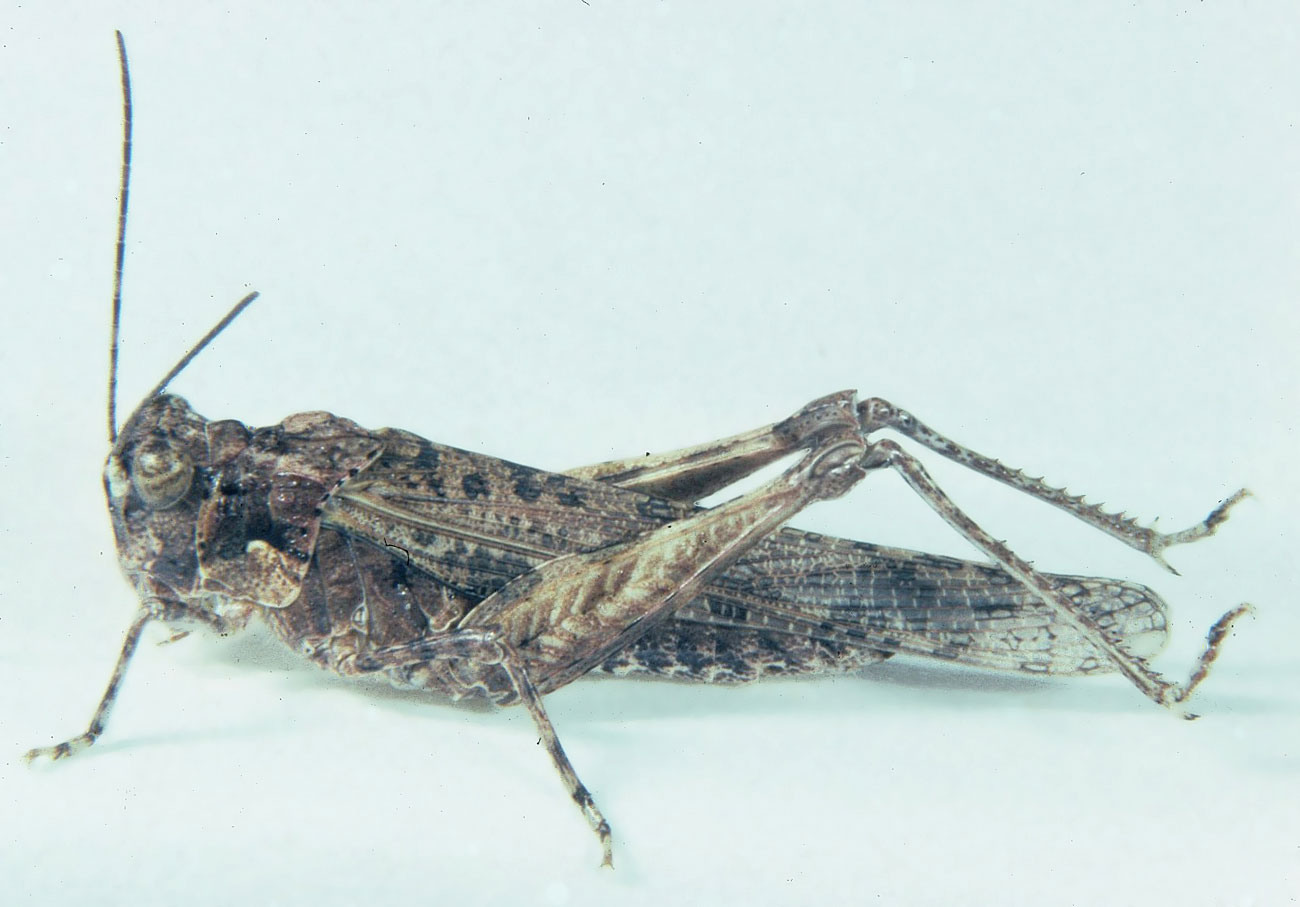  Fig. 7, adult female: BL 20-25 mm, FL 10.7-12.6 mm, AS 24-26 