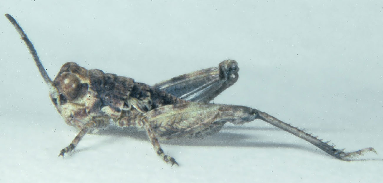  Fig. 2, second instar: BL 5.0-6.7 mm, FL 3.3-3.6 mm, AS 16-17 