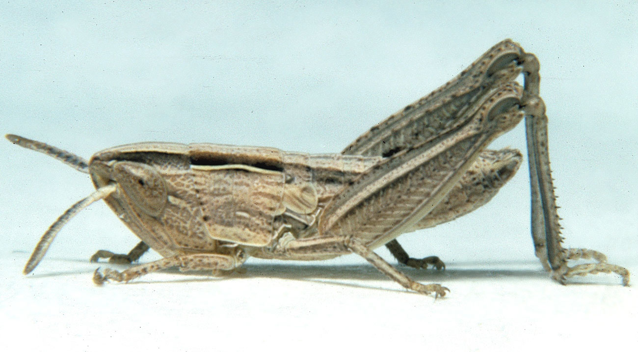  Fig. 3, third instar: BL 8.5-10.2 mm, FL 4.9-6.1 mm, AS 18-21 