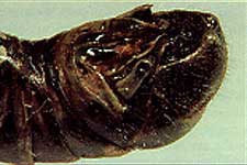  Fig. 9, side view of end of male abdomen 
