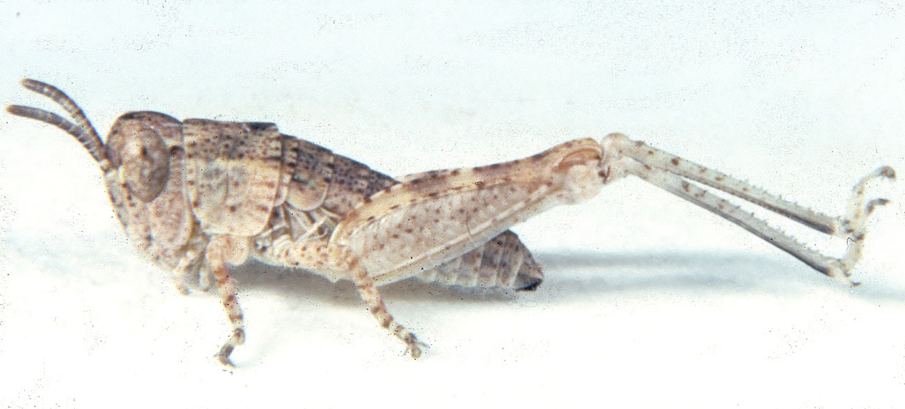  Fig. 2, second instar: BL 5-6.4 mm, FL 3.2-4 mm, AS 15-17 