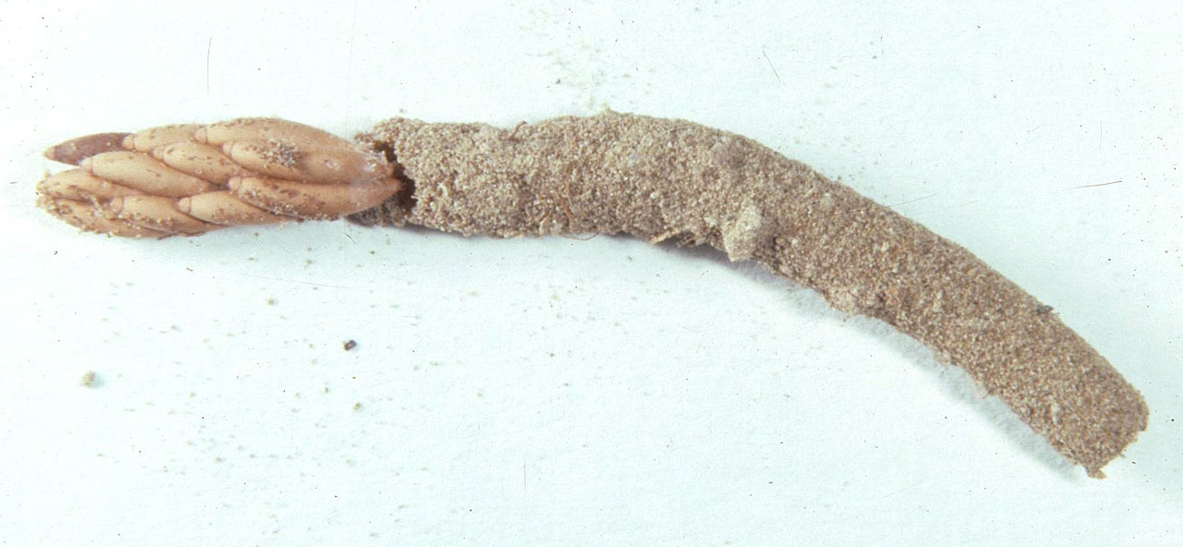  Fig. 9, egg mass at bottom of pod (left) and froth plug above (right) 