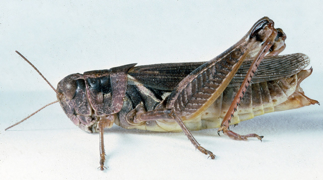 Melanoplus bruneri | Grasshoppers of the Western U.S.