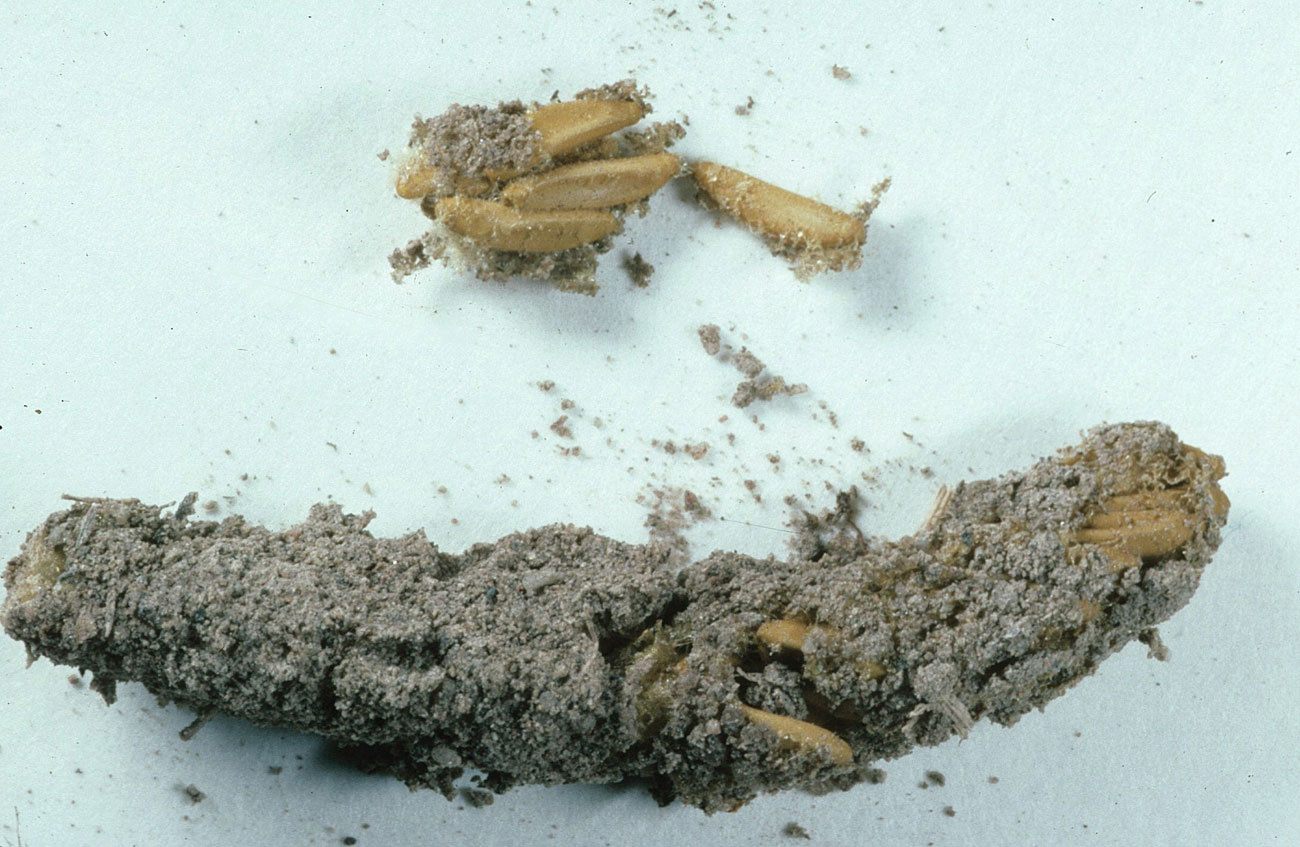  Fig. 10, egg pod and loose eggs 