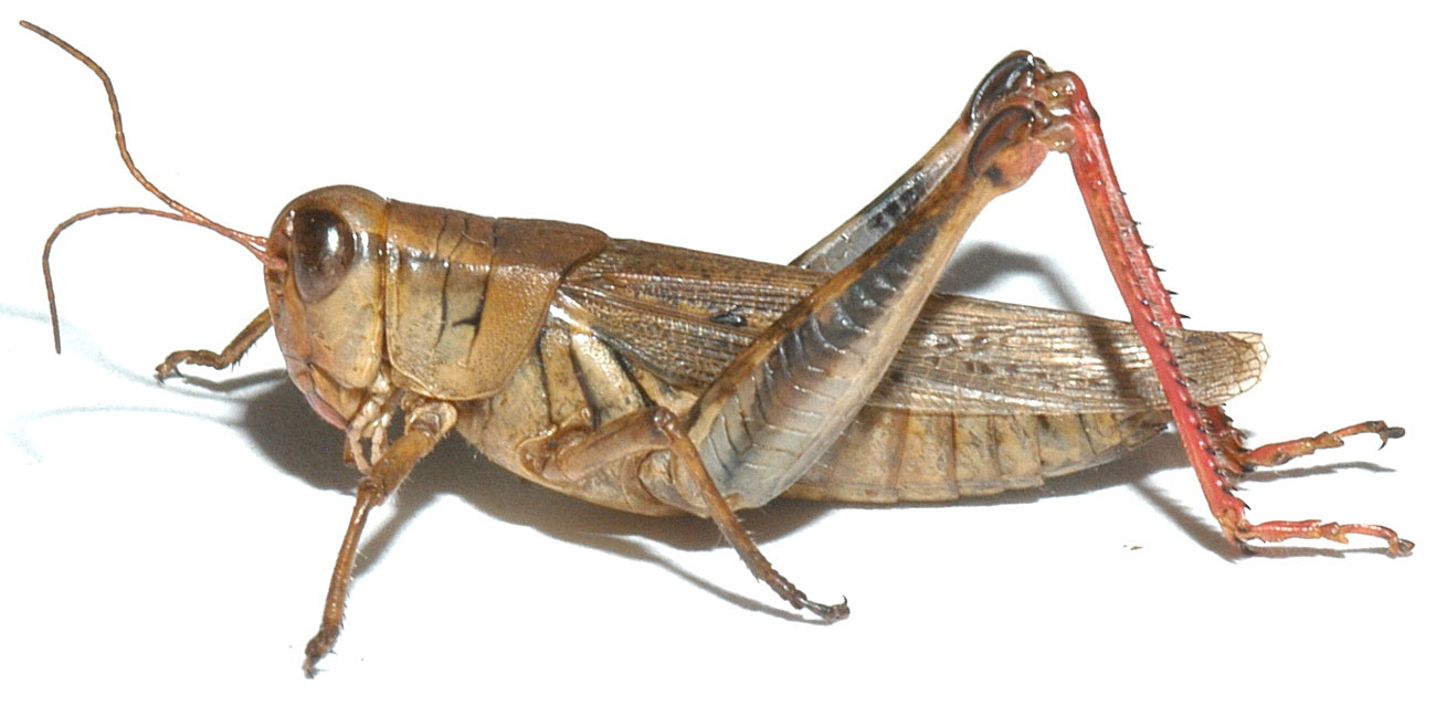 Melanoplus keeleri | Grasshoppers of the Western U.S.