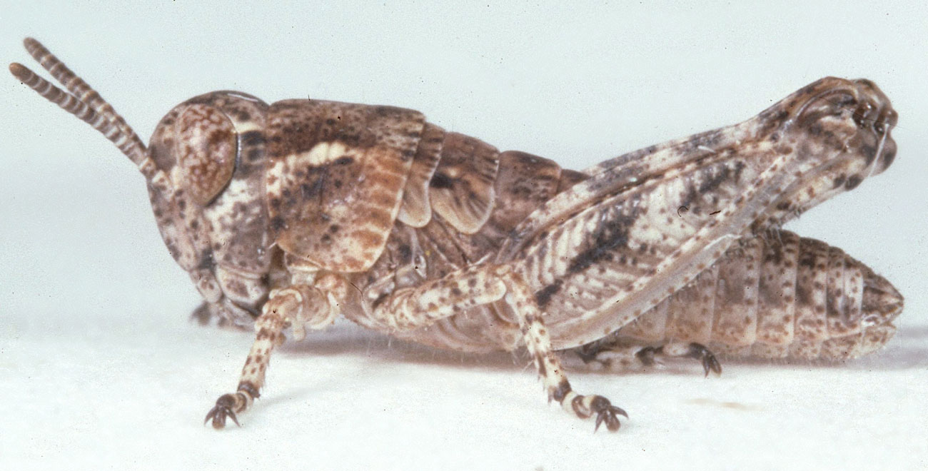 Melanoplus kennicotti | Grasshoppers of the Western U.S.