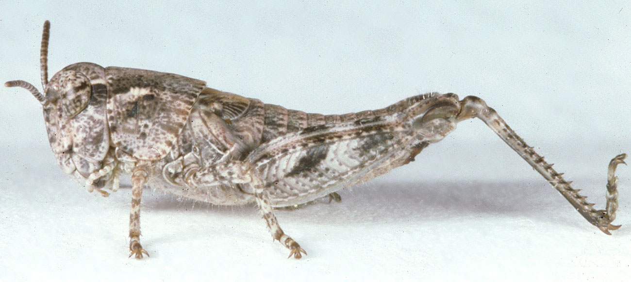 Melanoplus kennicotti | Grasshoppers of the Western U.S.