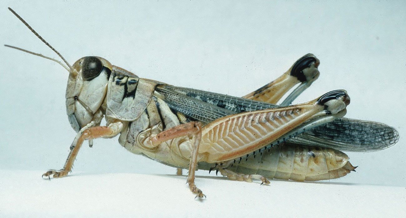  Fig. 7, adult female: BL 20-29 mm, FL 12.3-14 mm, AS 25-27 
