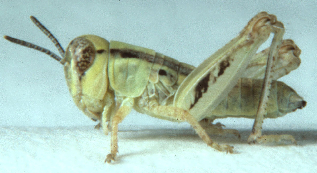  Fig. 2, second instar: BL 6-8 mm, FL 3-4.3 mm, AS 15-17 