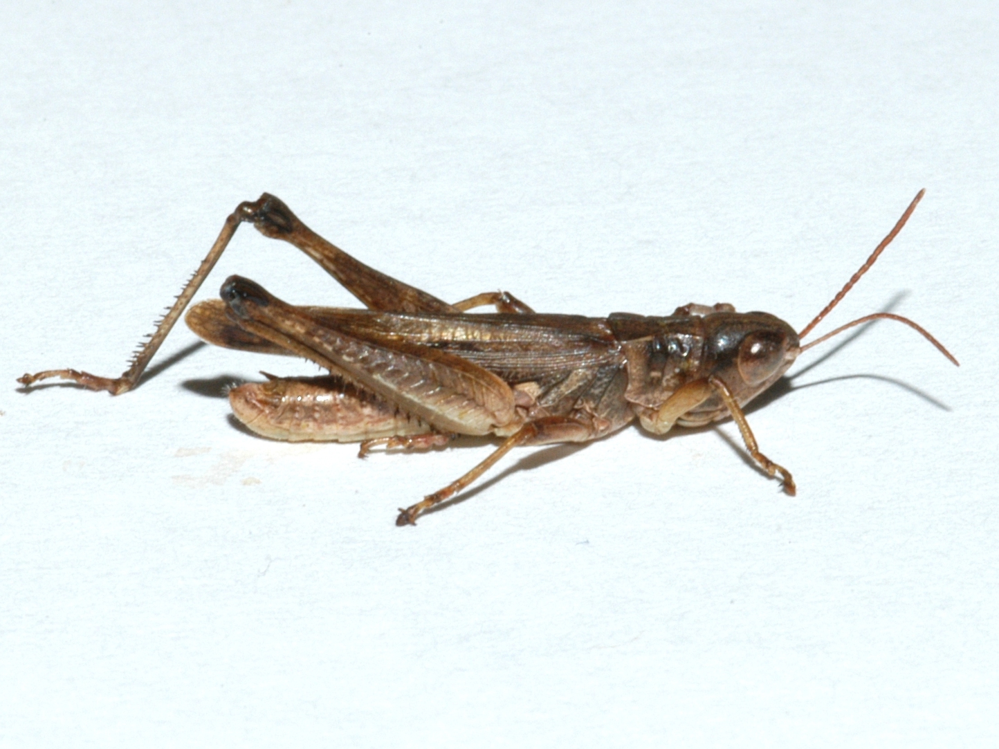 Orphulella pelidna | Grasshoppers of the Western U.S.