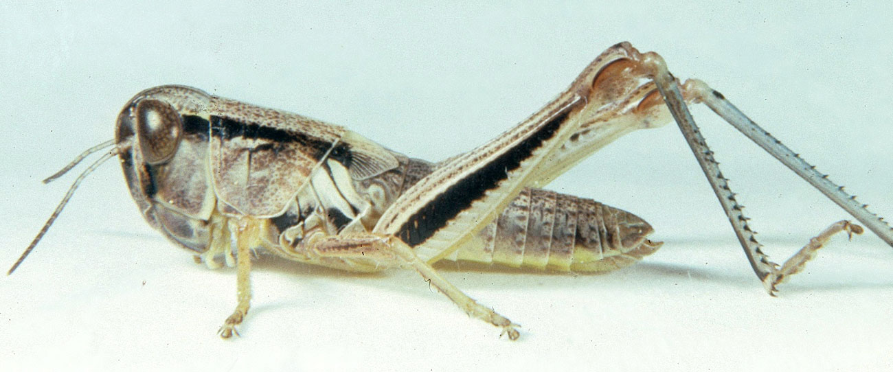  Fig. 5, fifth instar male: BL 13.7-15.2 mm, FL 8.7-9.9 mm, AS 23-25 