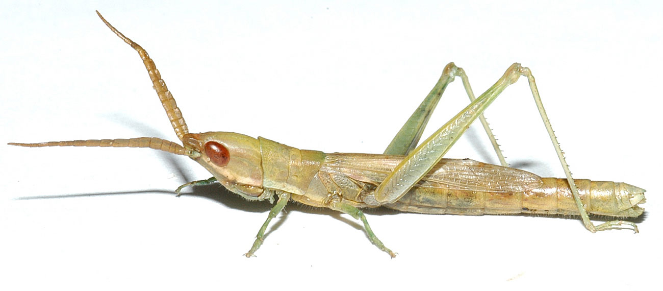  Fig. 5, adult female (green phase): BL 27-34 mm, FL 10-15 mm, AS 22-24 