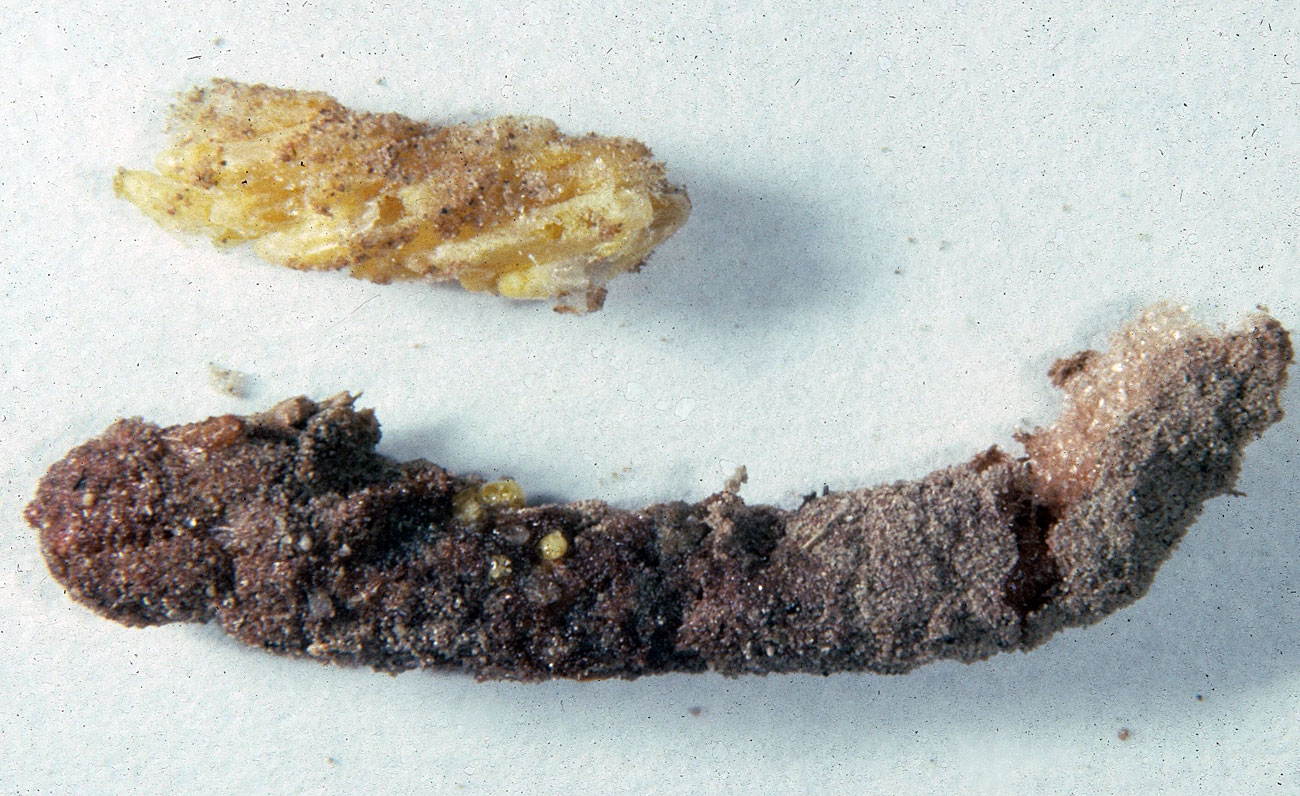  Fig. 8, egg pod and part of a recently laid clutch of eggs. Note definitive egg color of two eggs showing through top left of pod. 