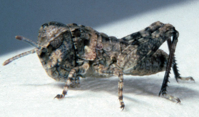  Fig. 1, first instar: BL 4-4.3 mm, FL 2.3-2.5 mm, AS 9-11 