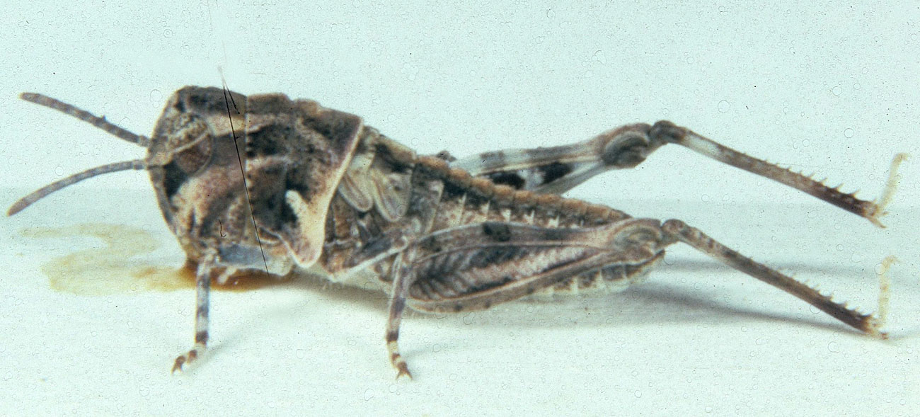  Fig. 3, third instar:BL 5.8-7.9 mm, FL 3.6-4.5 mm, AS 14-15 