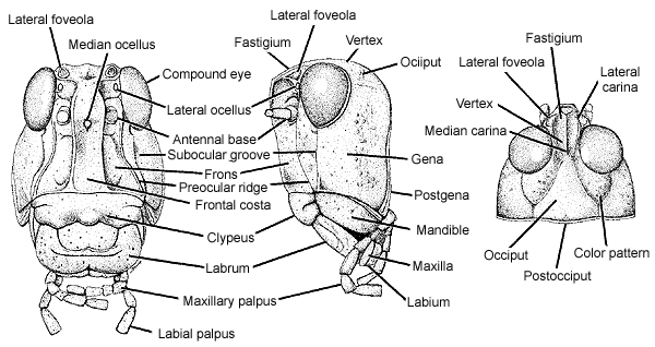 Morphology | Grasshoppers of the Western U.S.