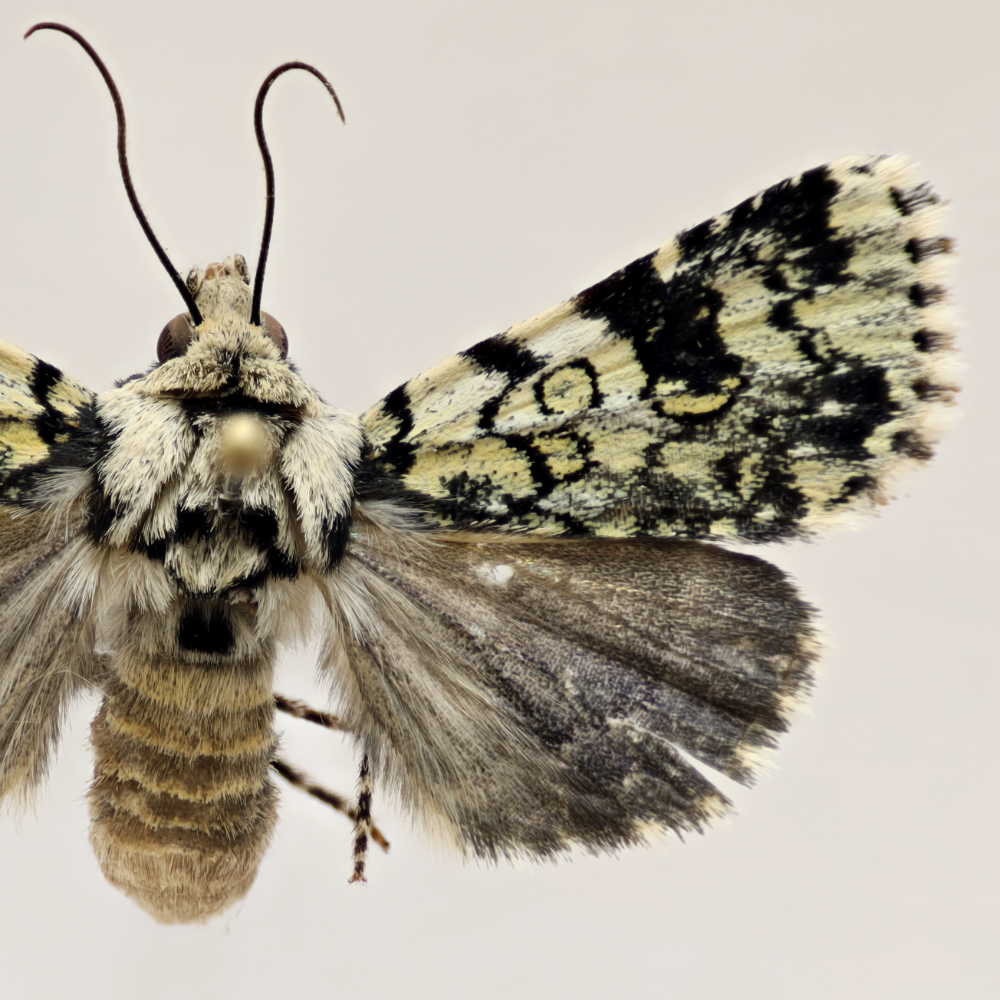 Heliothis melanoleuca | Noctuidae of Hawaii
