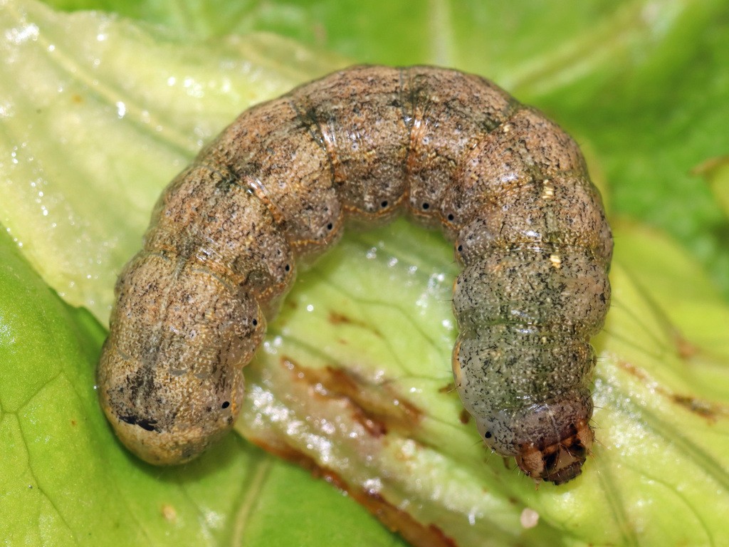Larva of a typical noctuid (<em>Peridroma saucia</em>, photo courtesy of Jean-Paul Coat)