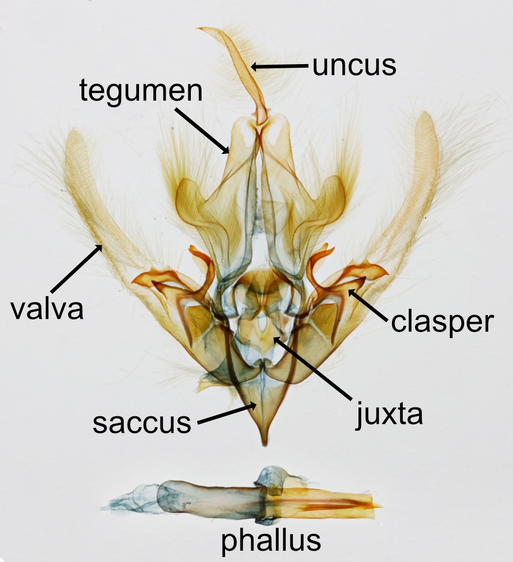 Male genitalia of a noctuid moth, major structures labeled