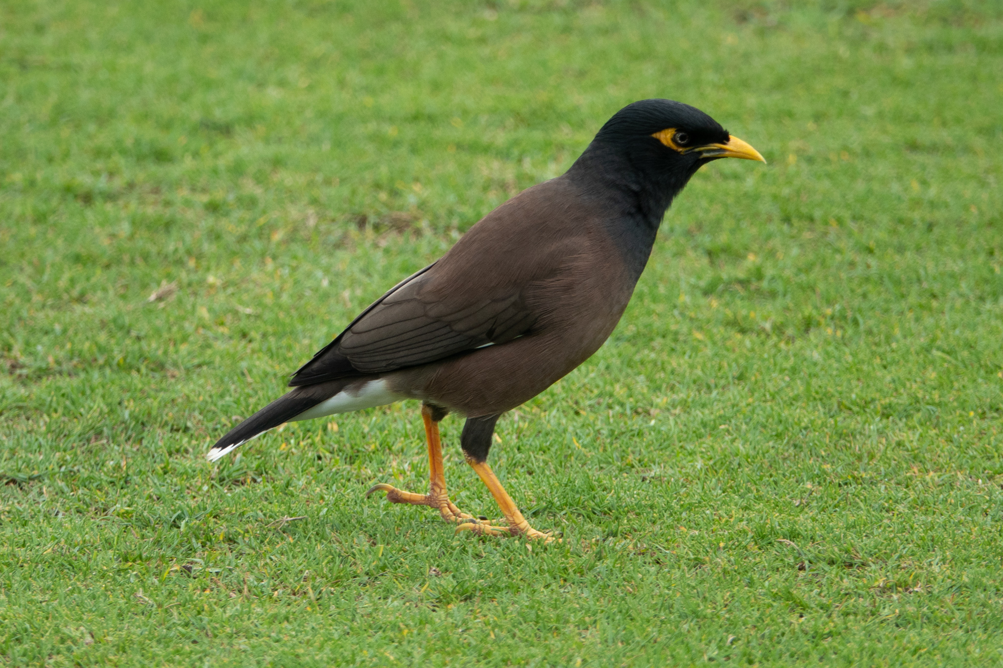 The mynah bird (<em>Acridotheres tristis</em>) was introduced in 1865 to control noctuid pests in Hawaiʻi