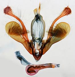  Mythimna  sp., male genitalia