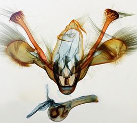  Mythimna  sp., male genitalia