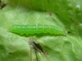  Argyrogramma verruca , larva. Photo courtesy of Smithsonian Tropical Research Institute.
