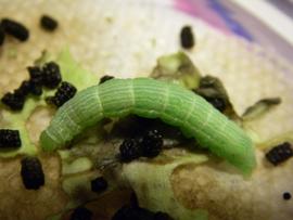  Argyrogramma verruca , larva. Photo courtesy of Smithsonian Tropical Research Institute.