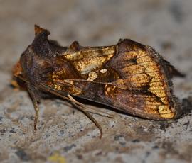  Argyrogramma verruca , adult. Photo courtesy of Kyle Kash.