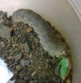  Agrotis kuamauna , larva, consuming a katydid. Photo by Jessica Kirkpatrick, used with permission.