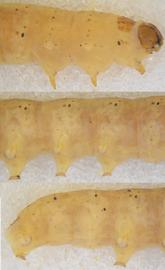  Agrotis   evanescens , larva. Top: Head, thorax, A1. Middle: A2–5. Bottom: A6–10