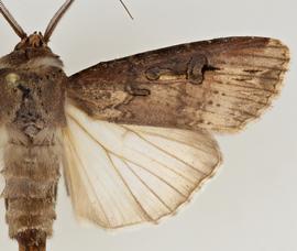  Agrotis ipsilon , adult male