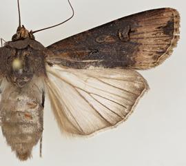  Agrotis ipsilon , adult female 
 