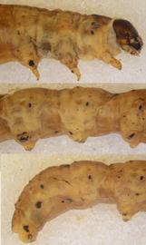  Agrotis   ipsilon , larva. Top: Head, thorax. Middle: A3–5. Bottom: A6–10