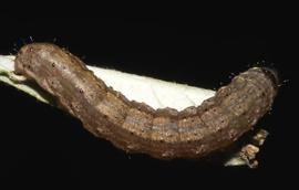  Agrotis ipsilon , larva. Photo credit: MJ Hatfield. Licensed under a Creative Commons License.