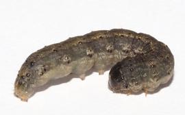  Agrotis ipsilon , larva. Photo credit: MJ Hatfield. Licensed under a Creative Commons License.