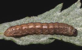 Agrotis ipsilon , larva. Photo credit: MJ Hatfield. Licensed under a Creative Commons License.
